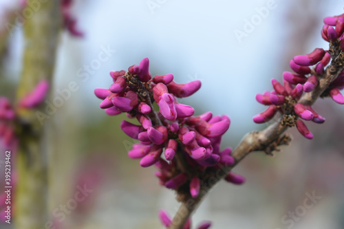 Chinese redbud Avondale photo