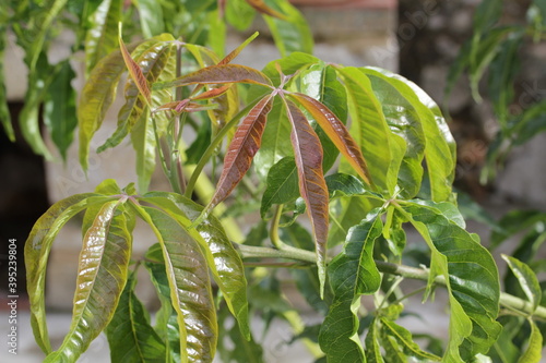 Sapote Blanche photo