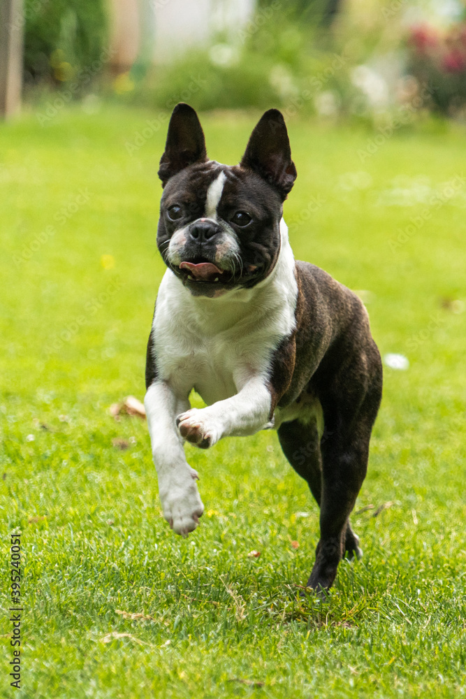 Boston terrier dog puppy running and playing