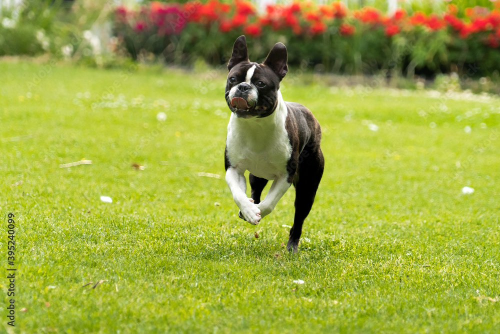 Boston terrier dog puppy running playing in field