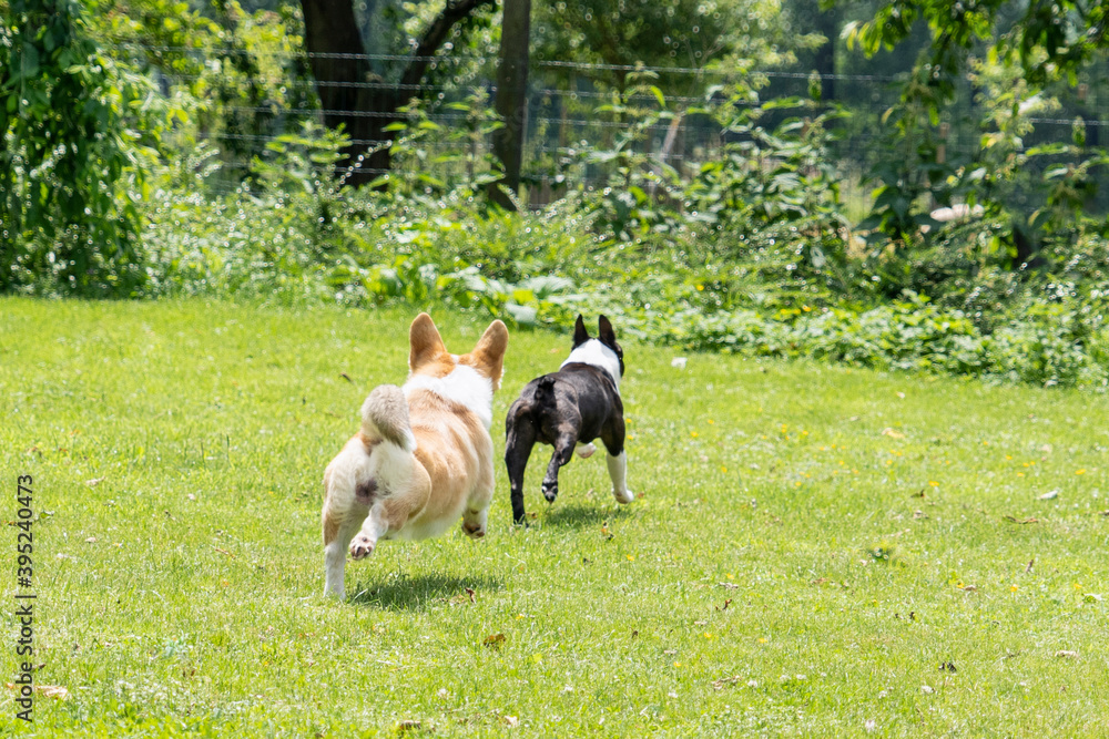 Corgi and boston terrier puppy dogs playing in field grass running