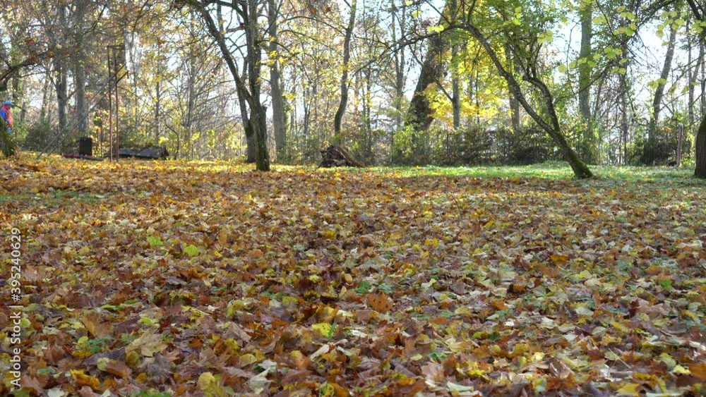 A little girl runs on yellow fallen leaves in the autumn Park A little girl runs on yellow fallen leaves in the autumn Park