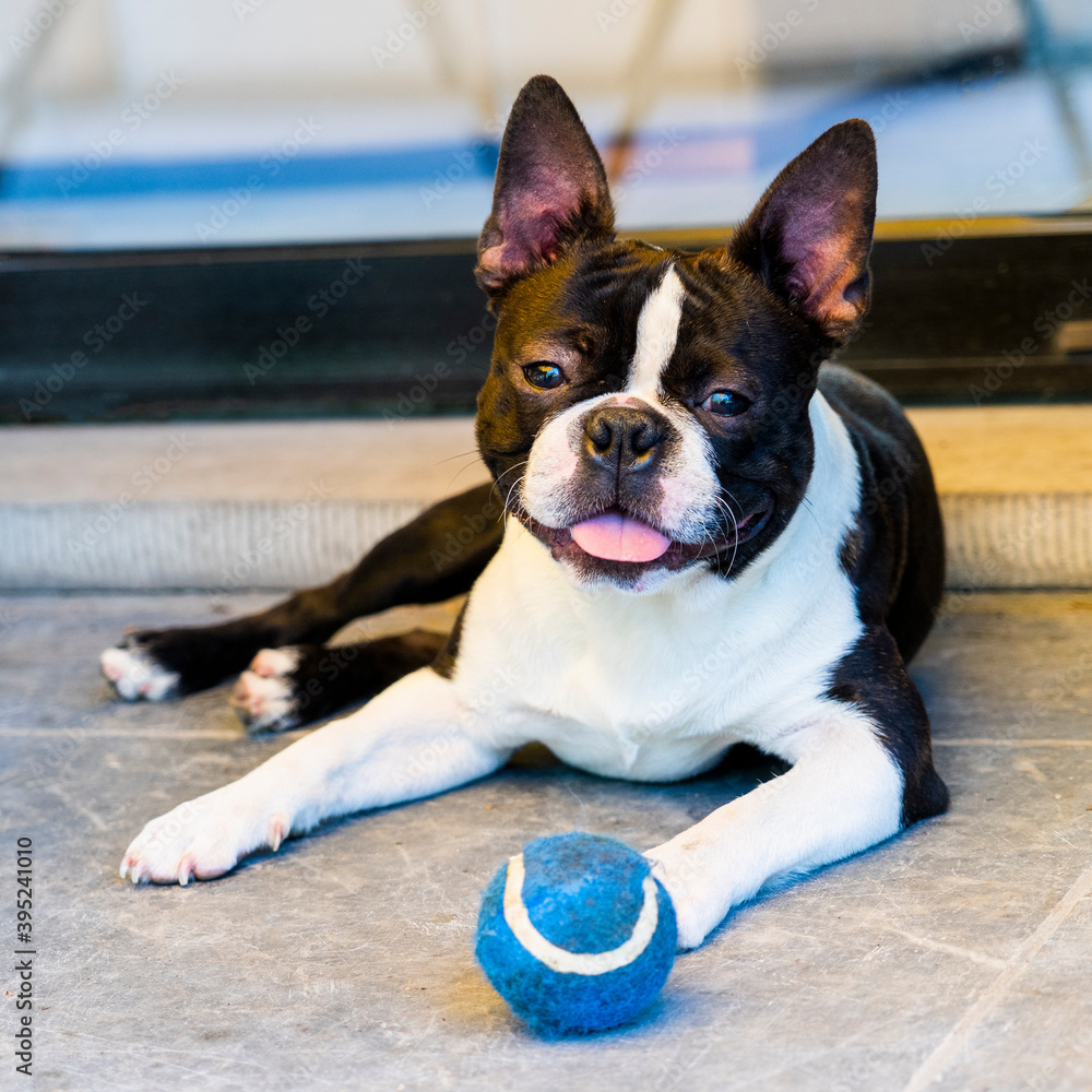 Boston terrier dog puppy sticking tongue out playing