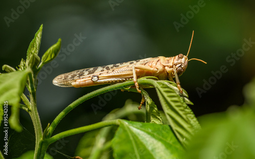migratory locust (Locusta migratoria) on vegetation