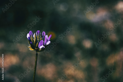 Fototapeta Naklejka Na Ścianę i Meble -  Detail of an isolated purple flower of bituminaria bituminosa
