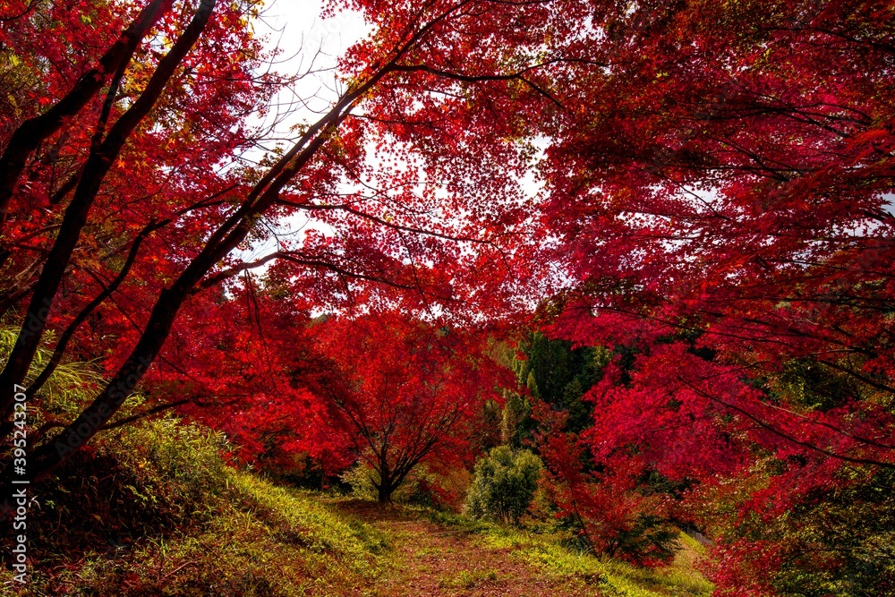 朝地の紅葉
