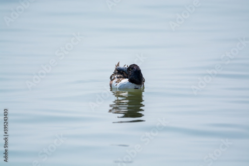 A male Northern Shoveler  swimming at the river in Shenzhen Bay, China photo