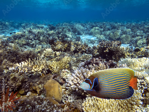 Underwater coral reef and sea urchin