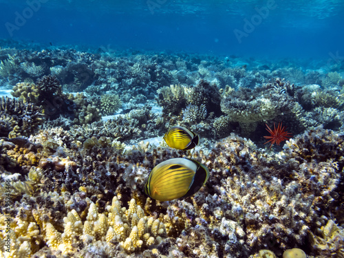 Underwater coral reef and sea urchin