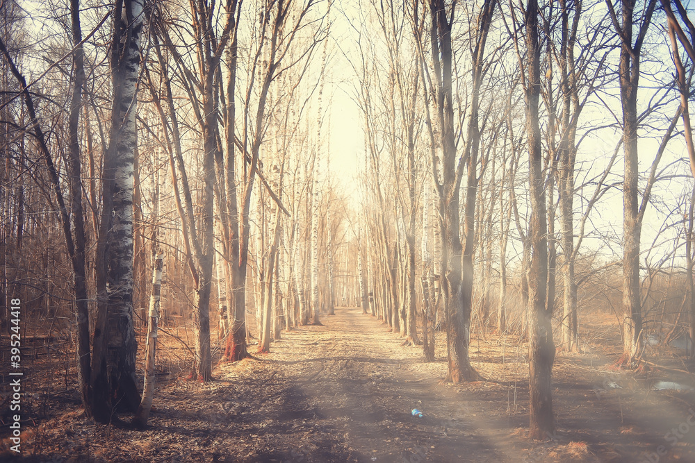 autumn landscape background, sun rays in the forest, park, trees seasonal view October