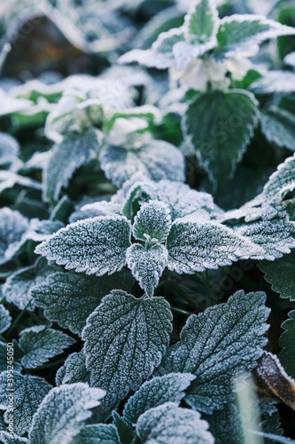 Partial focus Photo of nettle mint leaves covered with frost. Close up partial focus