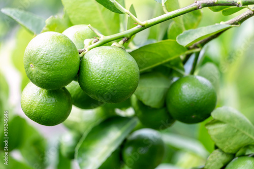 Fresh lemon and leaves planted in the farm. Fresh lemons are used for cooking and contain vitamin C, which is beneficial for the body.
