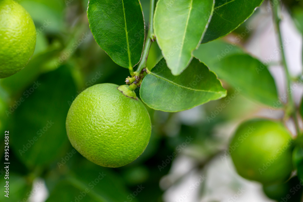 Fresh lemon and leaves planted in the farm. Fresh lemons are used for cooking and contain vitamin C, which is beneficial for the body.