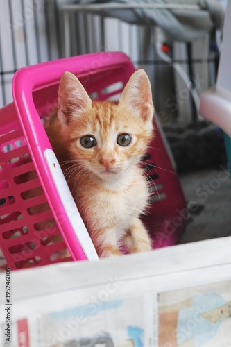 kitten in basket