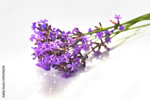 Fototapeta Naklejka Na Ścianę i Meble -  Bunch of Lavender flowers isolated on white background.