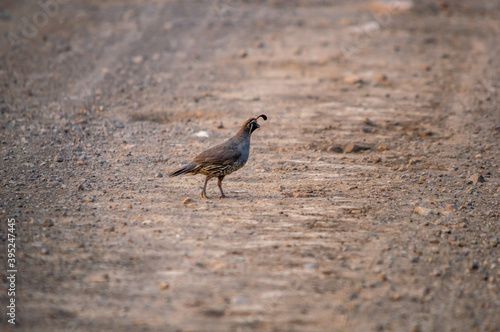 california quail