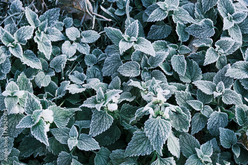 Partial focus Photo of nettle mint leaves covered with frost. Close up partial focus