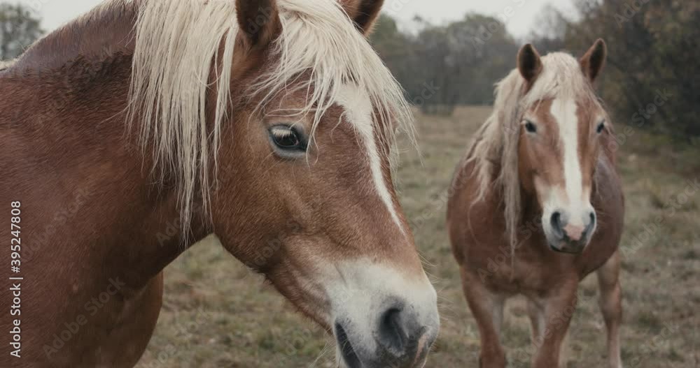 Two brown horses portrait look at camera wet in the autumn grass field Two brown horses portrait look at camera wet in the autumn grass field