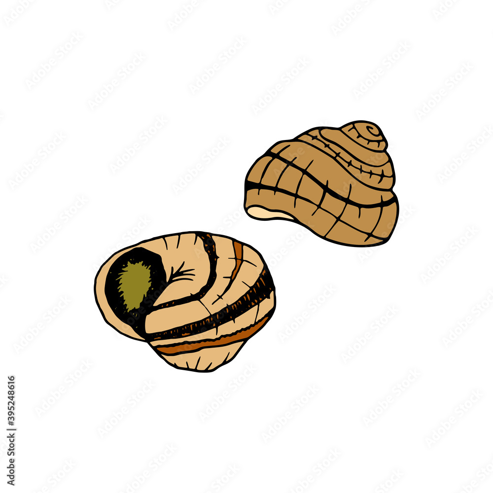 Vector hand drawn escargot. French cuisine dish of snails. Design sketch element for menu cafe, bistro, restaurant, label and packaging. Colorful illustration on a white background. Vector hand drawn escargot. French cuisine dish of snails. Design sketch element for menu cafe, bistro, restaurant, label and packaging. Colorful illustration on a white background.