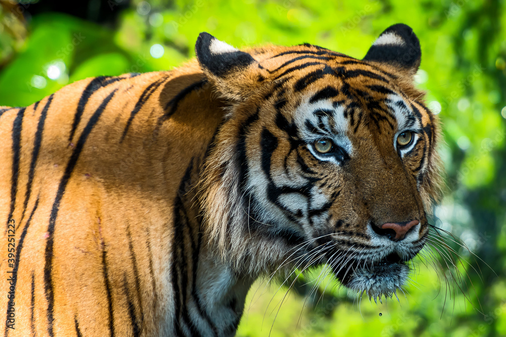 Obraz premium The tiger stands to look at something with interest. (Panthera tigris corbetti) 