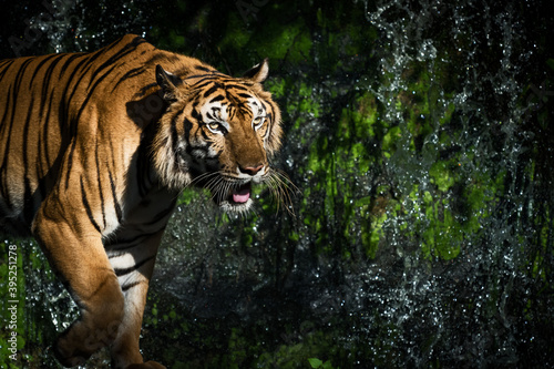 Fototapeta Naklejka Na Ścianę i Meble -  Young tiger is creeping for prey / wild animal in nature