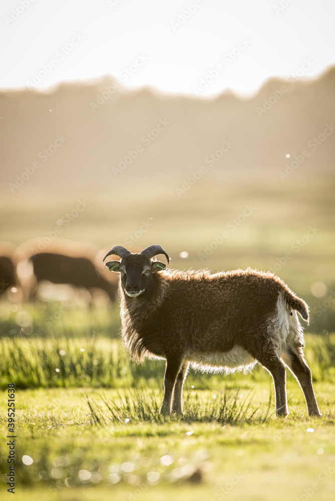 Obraz premium soay sheep in meadow sunset