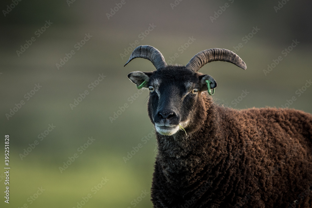 soay sheep portrait head