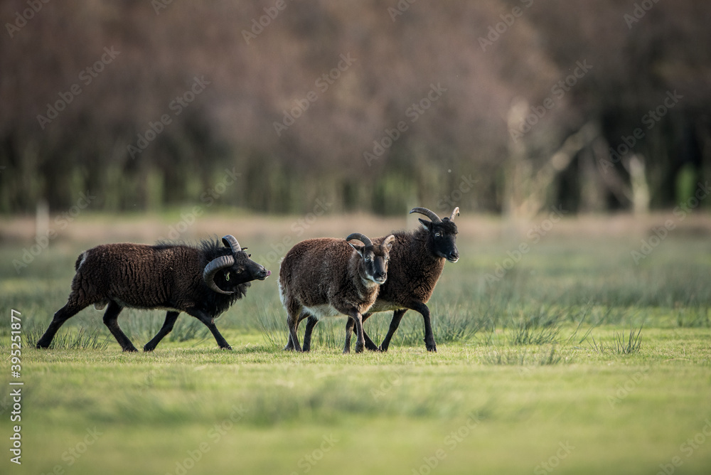 soay sheep small heard soay sheep small heard