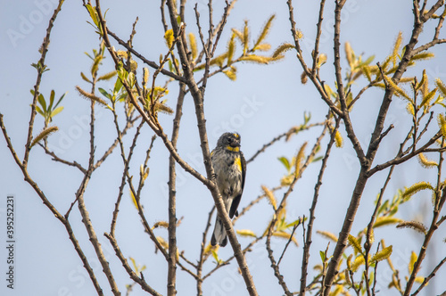 bird on a branch