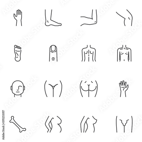 Body parts line icons set, outline vector symbol collection, linear style pictogram pack. Signs, logo illustration. Set includes icons as human body figure, chest, hand, head, upper buttock, leg