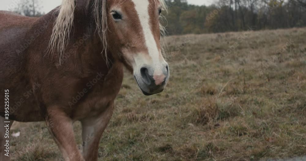 Brown horse portrait look at camera wet in autumn fall grass field Brown horse portrait look at camera wet in autumn fall grass field