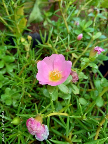 Portulaca flower with a natural background. Indonesian call it krokot