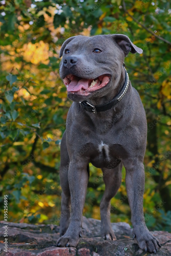 English Staffordshire Bull Terrier with Muscular Body Stands on Rock in Forest Nature during Autumn. Blue Staffy Smiles Outside.