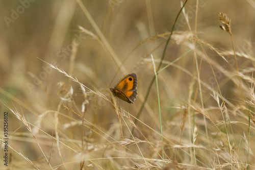 Mariposa lobito agreste. Pyronia tithonus