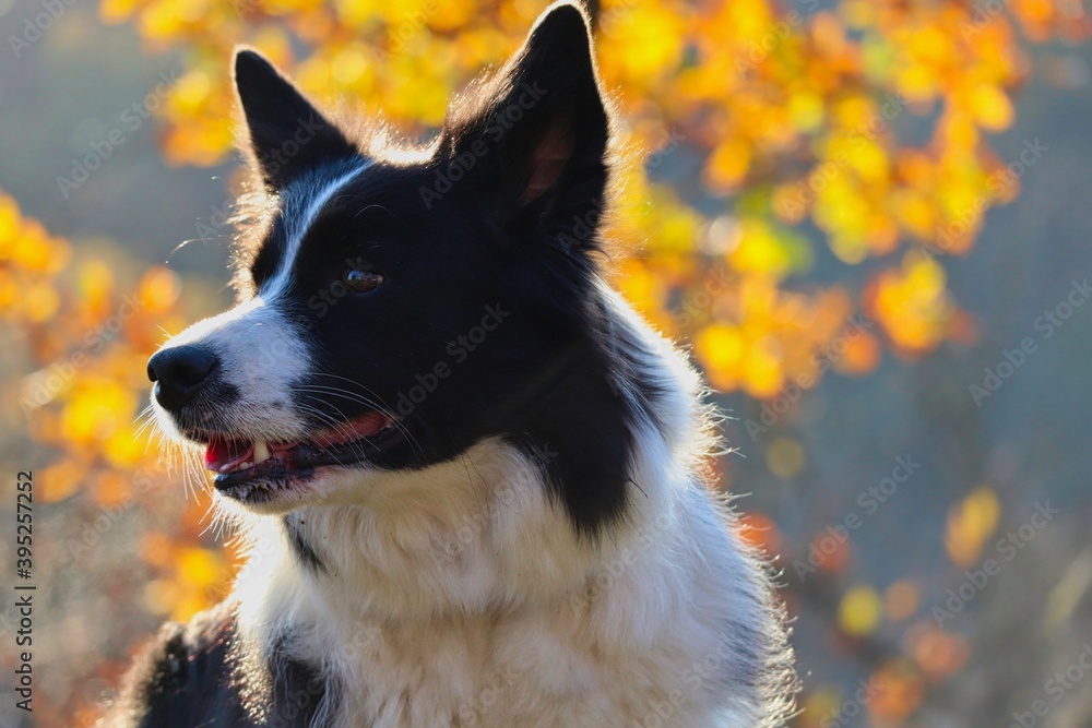 Closeup of Border Collie Head in Sunny Autumn Nature. Adorable Black and White Dog Watches its Surroundings during Fall Season.