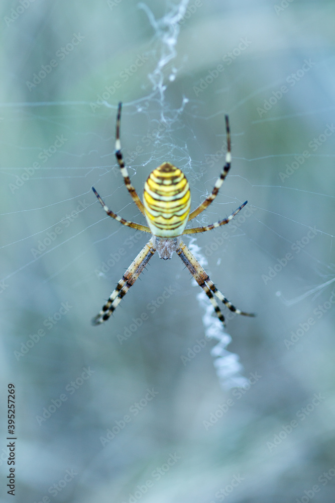 Araña tejedora. Argiope bruennichi Araña tejedora. Argiope bruennichi