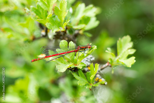 Gran caballito del diablo rojo. Libélula. Pyrrhosoma nymphula.