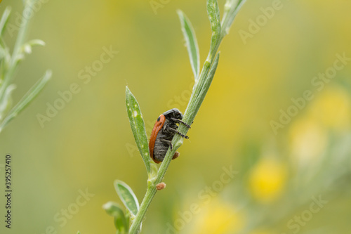 Escarabajo de las hojas. Clytra 4-punctata