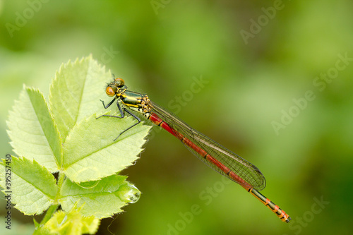 Gran caballito del diablo rojo. Pyrrhosoma nymphula.