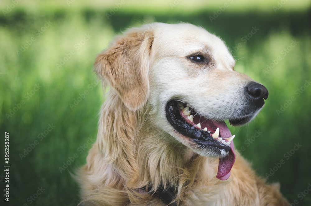 golden retriever portrait