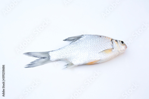 Puntioplites proctozys ron (Smith's barb,Cyprinidae) on white background. photo