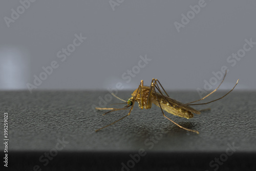 Close up of annoying small mosquito sitting on top of black computer monitor in home office deviating from doing work photo