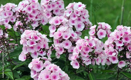 Phlox im Garten