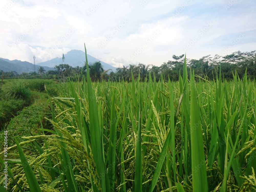 Fototapeta premium rice in the rice fields that are still green