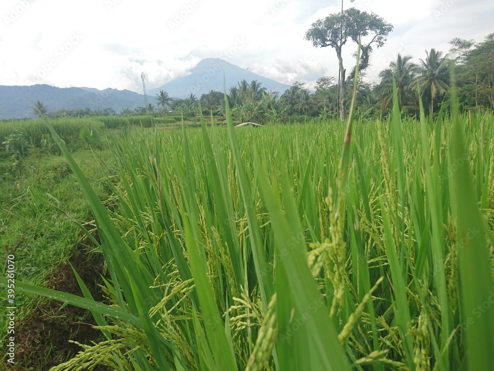 rice in the rice fields that are still green
