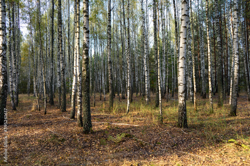 A birch grove in the forest at the autumn. A birch grove in the forest at the autumn.
