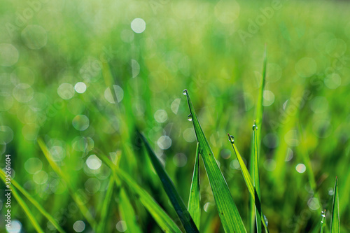 morning dew drops on young grass