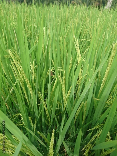 rice in the rice fields that are still green