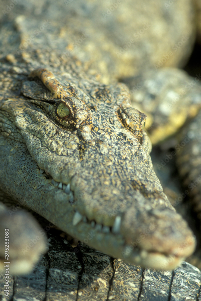 CAMBODIA SIEM REAP CROCODILE FARM CAMBODIA SIEM REAP CROCODILE FARM