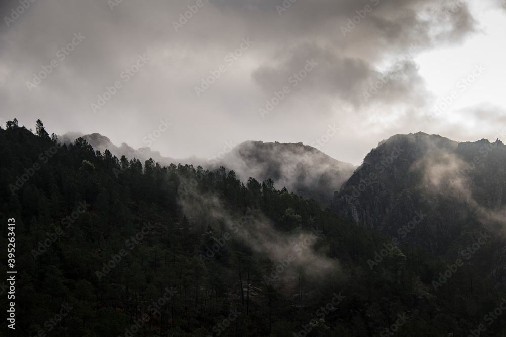 Mountain landscape with pine trees